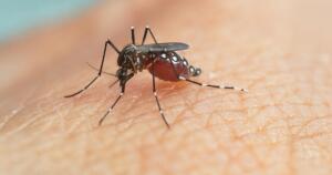 Prevenção da dengue: 7 ações que funcionam de verdade