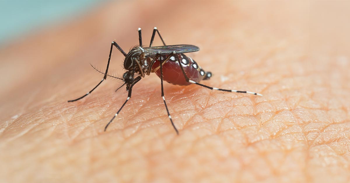 Prevenção da dengue: 7 ações que funcionam de verdade