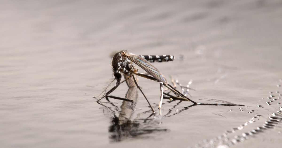 Controle biológico de mosquitos: da pesquisa à aplicação em campo