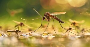 Por que mosquitos vetores aumentam a atividade em temperaturas elevadas