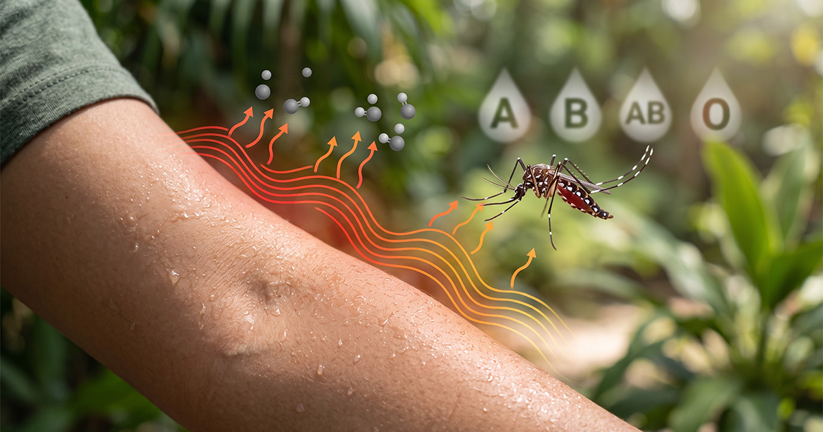 Tipos sanguíneos que atraem mosquitos: mito ou verdade?