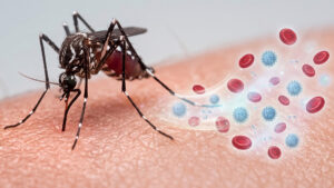 Saliva do mosquito: qual é o seu papel na transmissão de arboviroses