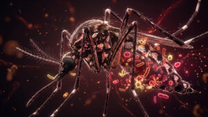 Microbioma do mosquito e sua influência na transmissão de vírus